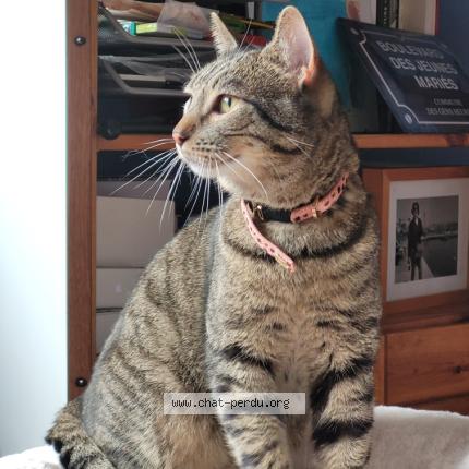 Photo 1/4 Cat reunited Lost in Nogent sur marne