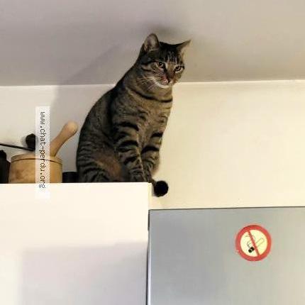 Photo 2/4 Cat reunited Lost in Nogent sur marne