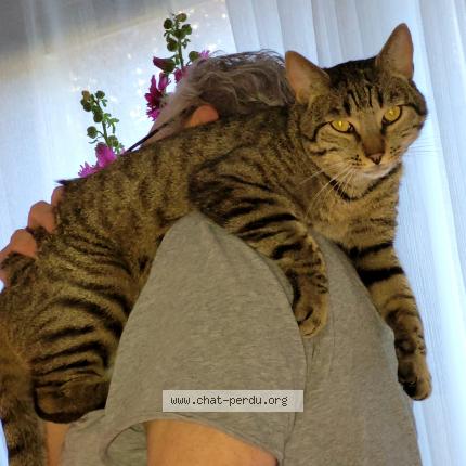 Photo 3/4 Cat reunited Lost in Nogent sur marne