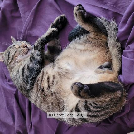 Photo 4/4 Cat reunited Lost in Nogent sur marne