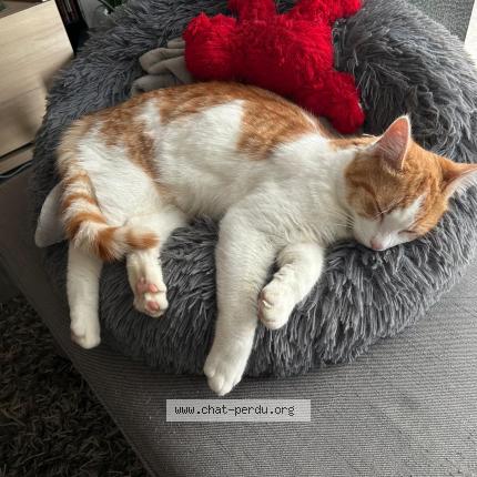 Photo 1/1 Rio Chat lost in Flers