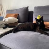 Picture of cat lost at Aix En Provence