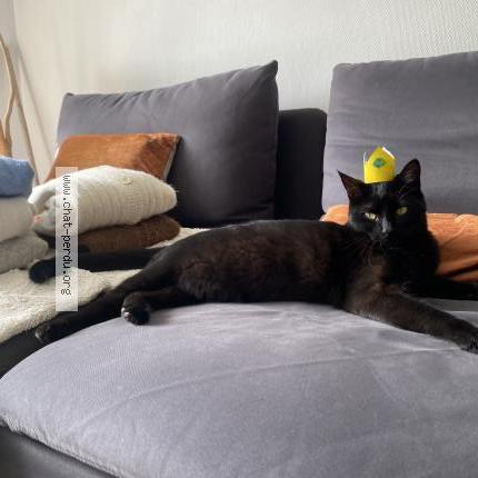 Photo 1/1 Charlotte Chat lost in Aix en provence