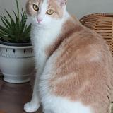 Picture of cat lost at Vouneuil Sur Vienne
