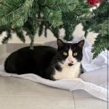 Picture of cat lost at Trementines