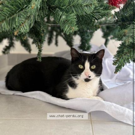 Photo 1/1 Vita Chat lost in Trementines