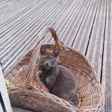 Picture of cat found at Jargeau