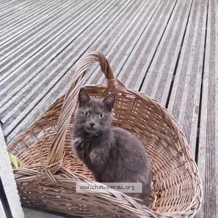 Photo 1/1 Found cat Found in Jargeau