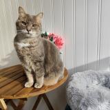 Picture of cat lost at Bassussarry