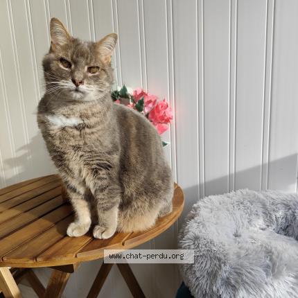 Photo 1/1 Minouchcat Chat lost in Bassussarry