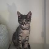 Picture of cat lost at Mulhouse