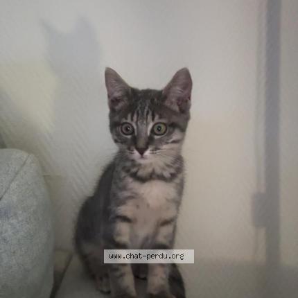 Photo 1/1 Kitty Chat lost in Mulhouse