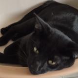 Picture of cat lost at Pornic