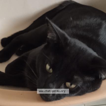 Photo 1/1 Valhalla Chat lost in Pornic