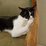 Picture of cat lost at Pontault Combault