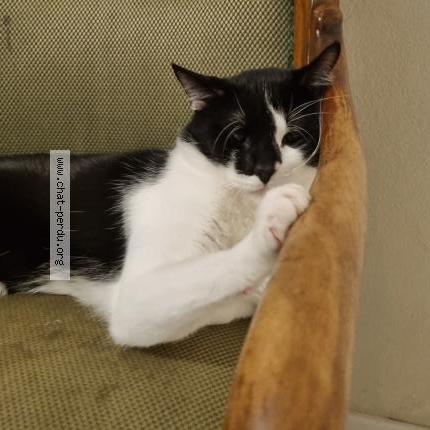 Photo 1/1 Venom Chat lost in Pontault combault