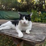 Picture of cat lost at Marseille