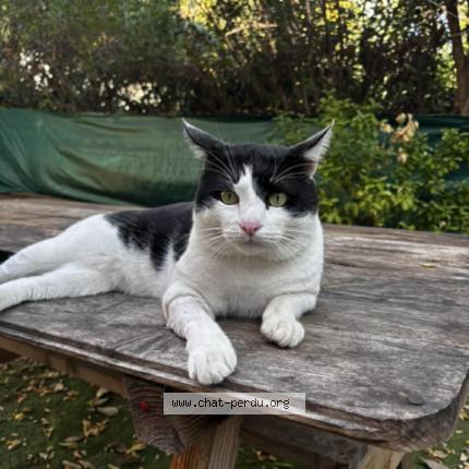 Photo 1/1 Oreo Chat lost in Marseille
