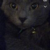 Picture of cat lost at Montpellier