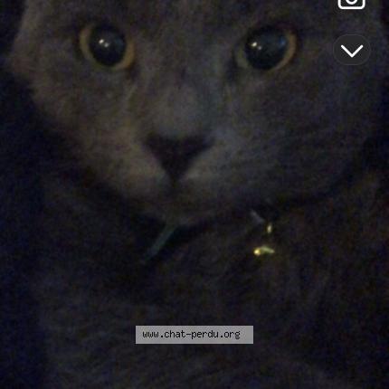 Photo 1/1 Choppie Chat lost in Montpellier