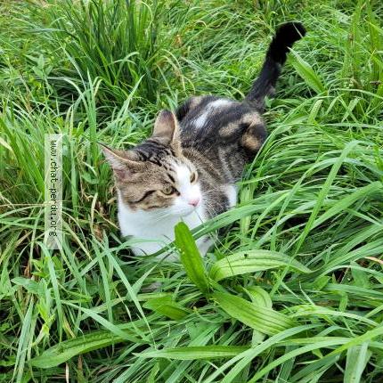 Photo 1/1 Vick Chat lost in Saint chamond