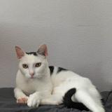 Picture of cat lost at Venansault