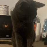 Picture of cat lost at Deols