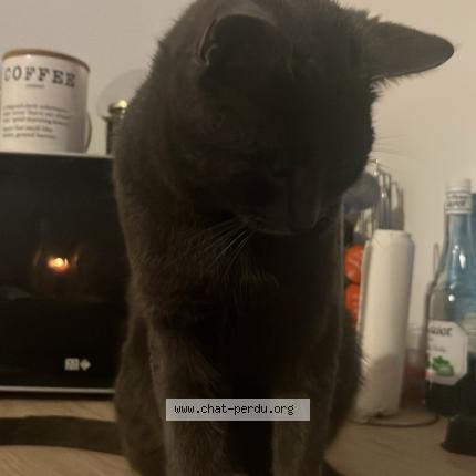 Photo 1/1 Tom Chat lost in Deols