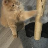 Picture of cat lost at Boyd