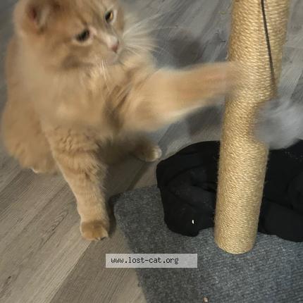 Photo 1/1 Olaf Chat lost in Boyd