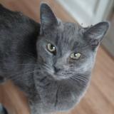 Picture of cat lost at Winston