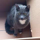 Picture of cat lost at Bruxelles