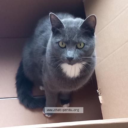 Photo 1/1 Simba Chat lost in Bruxelles