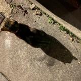Picture of cat found at Rouen