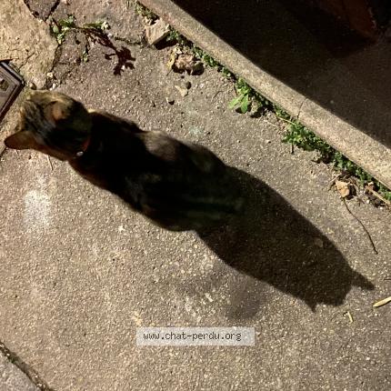 Photo 1/1 Found cat Found in Rouen