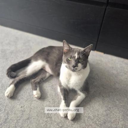 Foto van vermiste kat in Namur