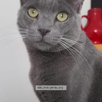 Photo 1/1 Loulou Gris Chat lost in Neuilly plaisance