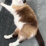 Picture of cat lost at Merignac