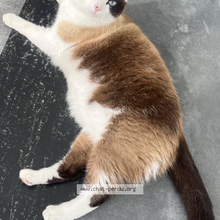 Photo 1/1 Blanca Chat lost in Merignac