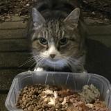 Picture of cat found at Sainte Luce Sur Loire