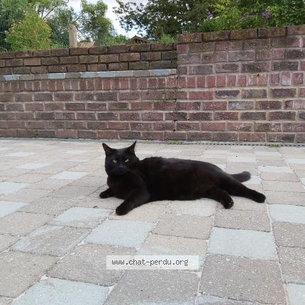 Photo 1/1 clochette Chat lost in Laval pradel