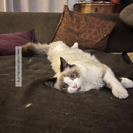 Photo 1/1 Guigui Chat lost in Sillingy