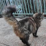 Picture of cat found at Charvieu Chavagneux