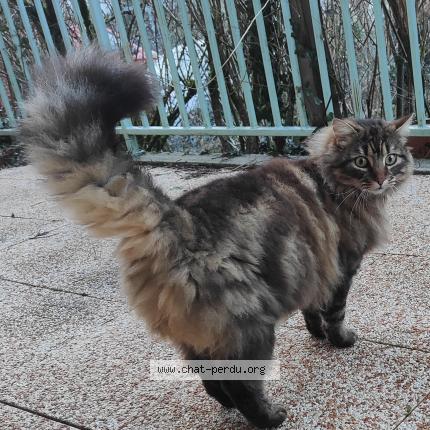 Photo 1/1 Found cat Found in Charvieu chavagneux