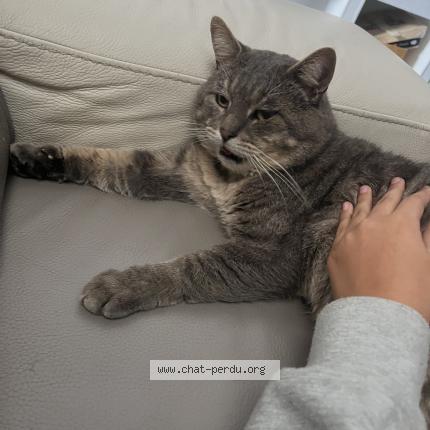 Photo 1/1 Gojo Chat lost in Lorient