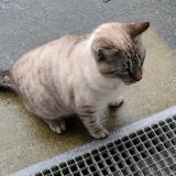 Picture of cat found at Les Sables D Olonne