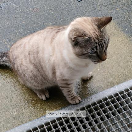 Photo 1/1 Found cat Found in Les sables d olonne