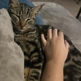 Picture of cat lost at Marseille