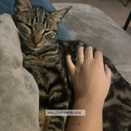 Photo 1/1 Chealsea Chat lost in Marseille