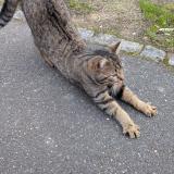 Picture of cat found at Guyancourt